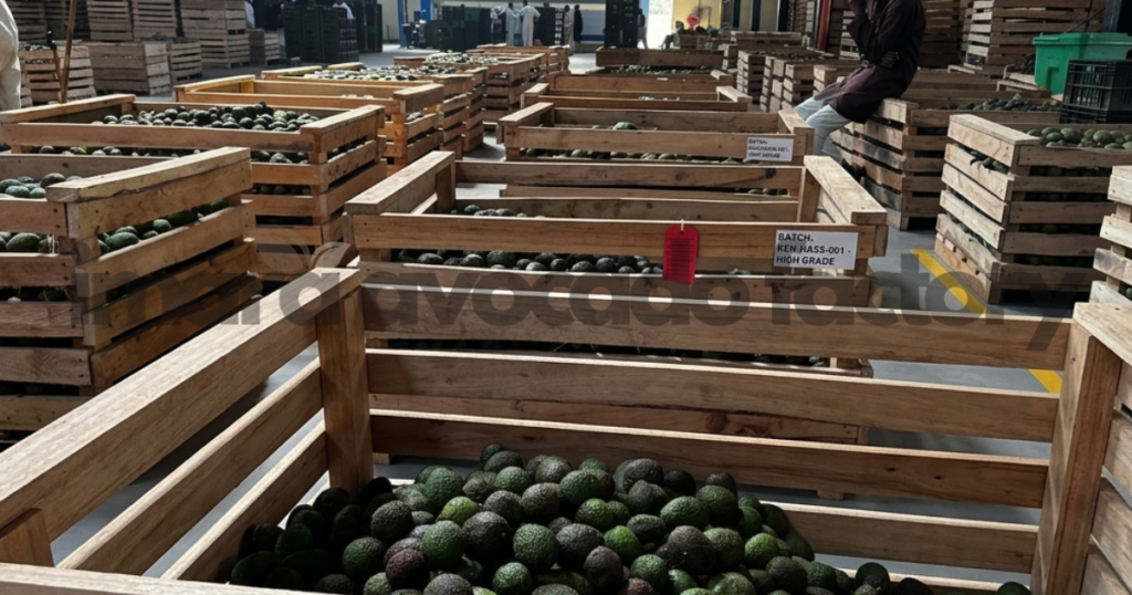 top avocado oil processing companies in Kenya