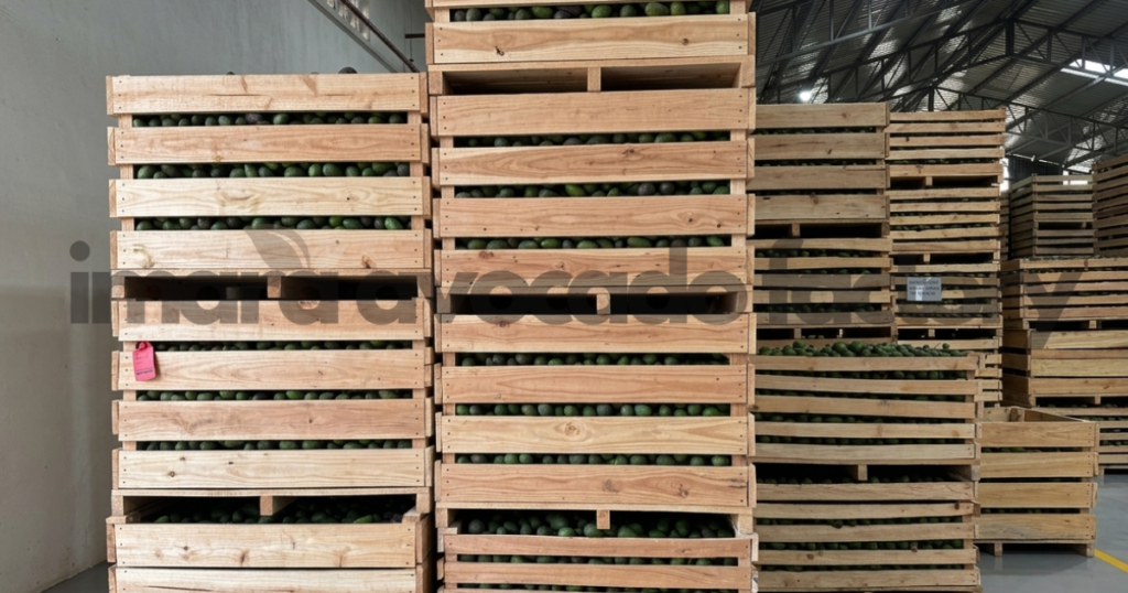 avocado oil processing companies in Kenya