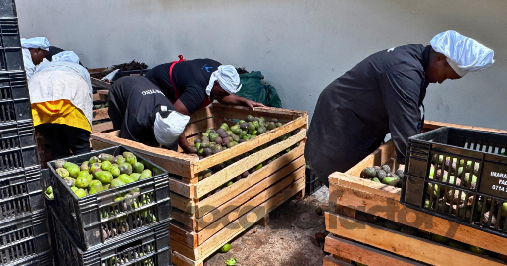 top 10 avocado oil processing companies in Kenya