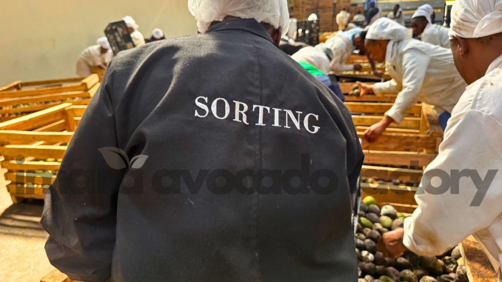 how avocado oil is made