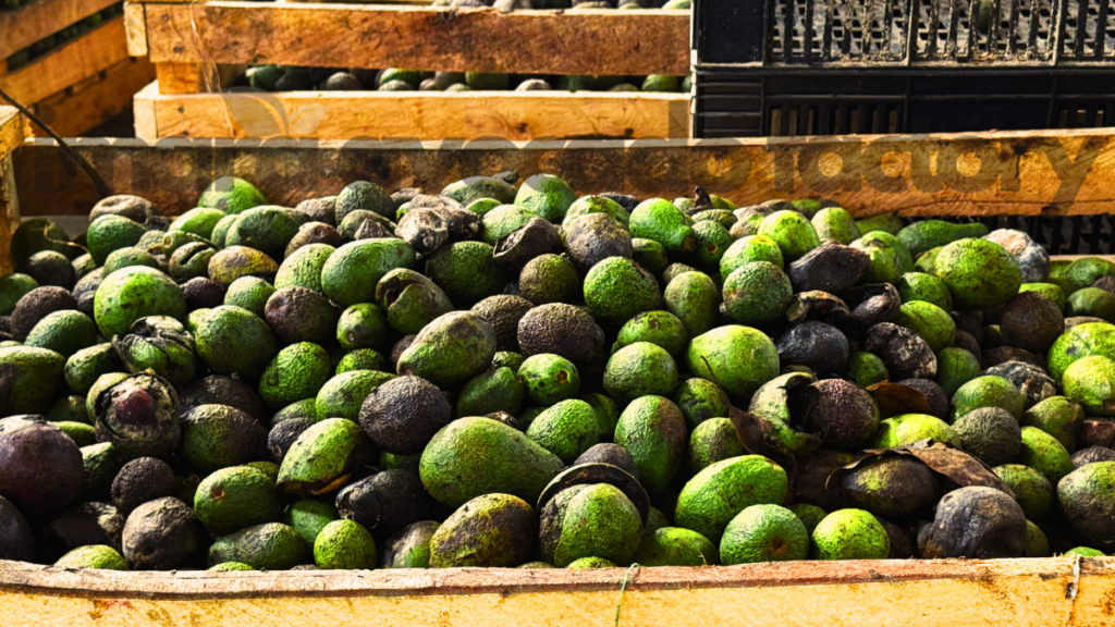 how avocado oil is made