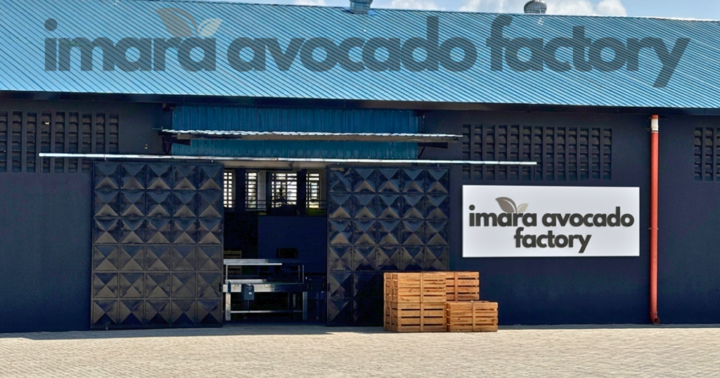 avocado companies in Thika