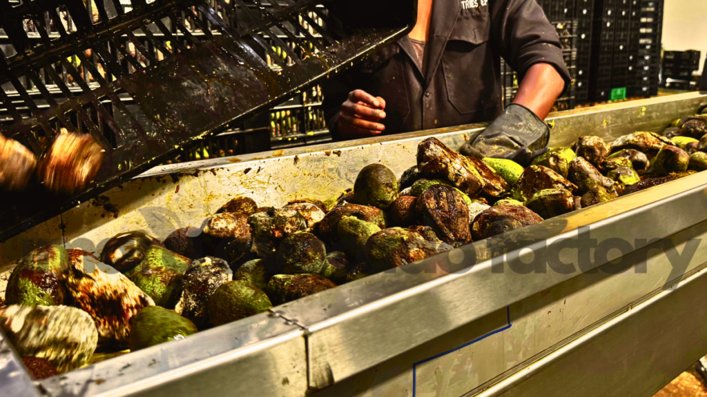 how to make avocado oil