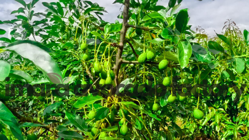 how avocado oil is made