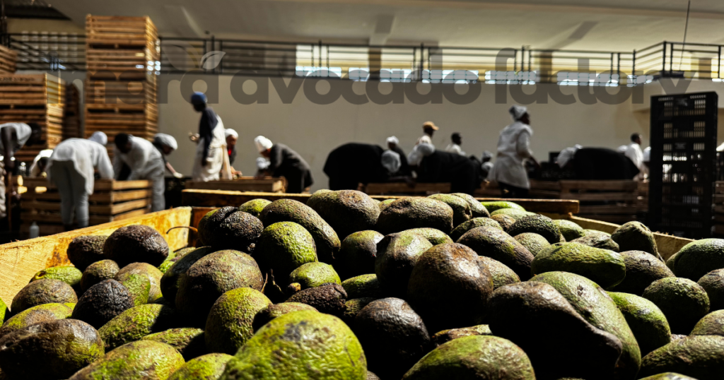 top avocado oil processing companies in Kenya