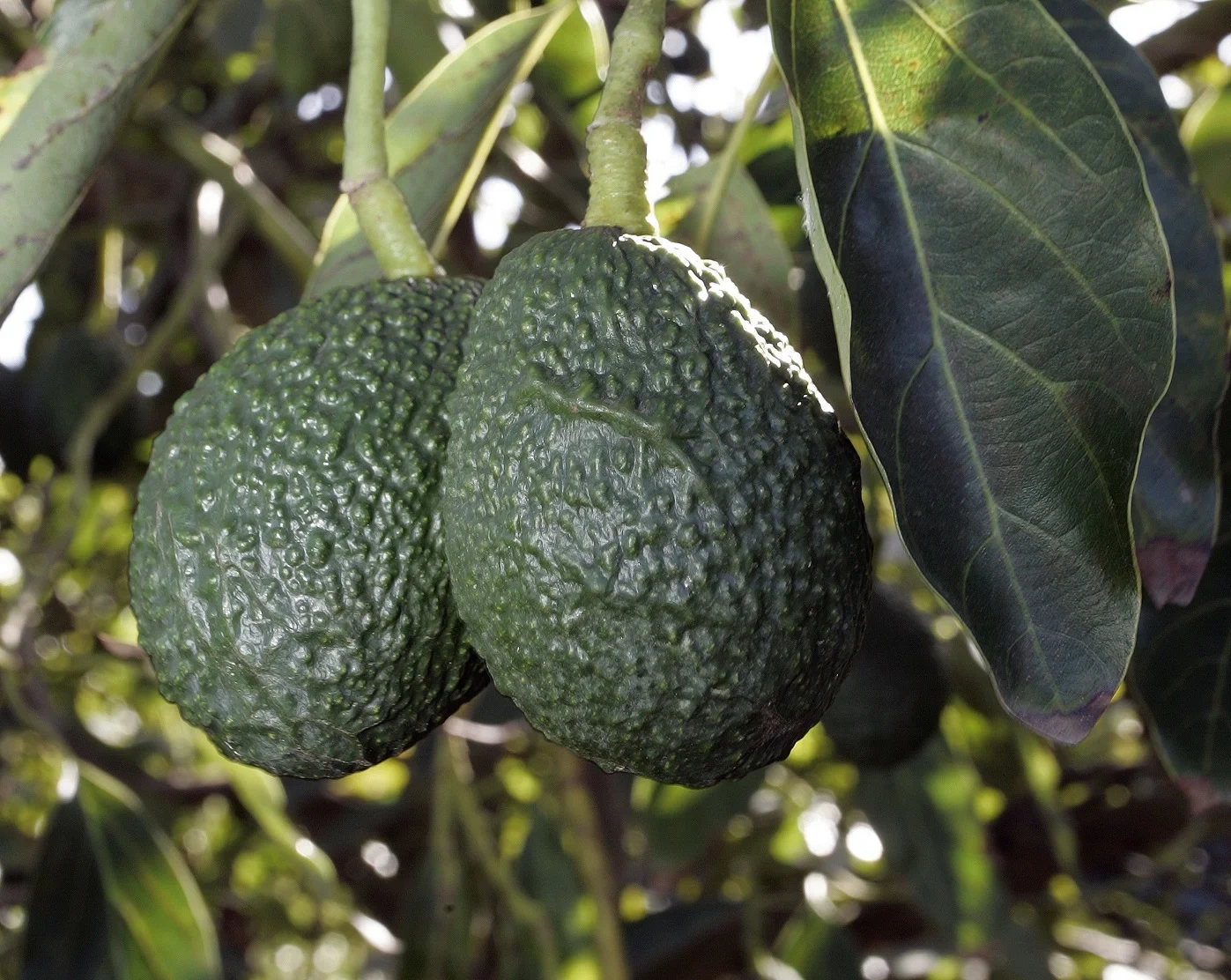 Avocado Oil Production in Africa: From Sustainable Farming to Global Export