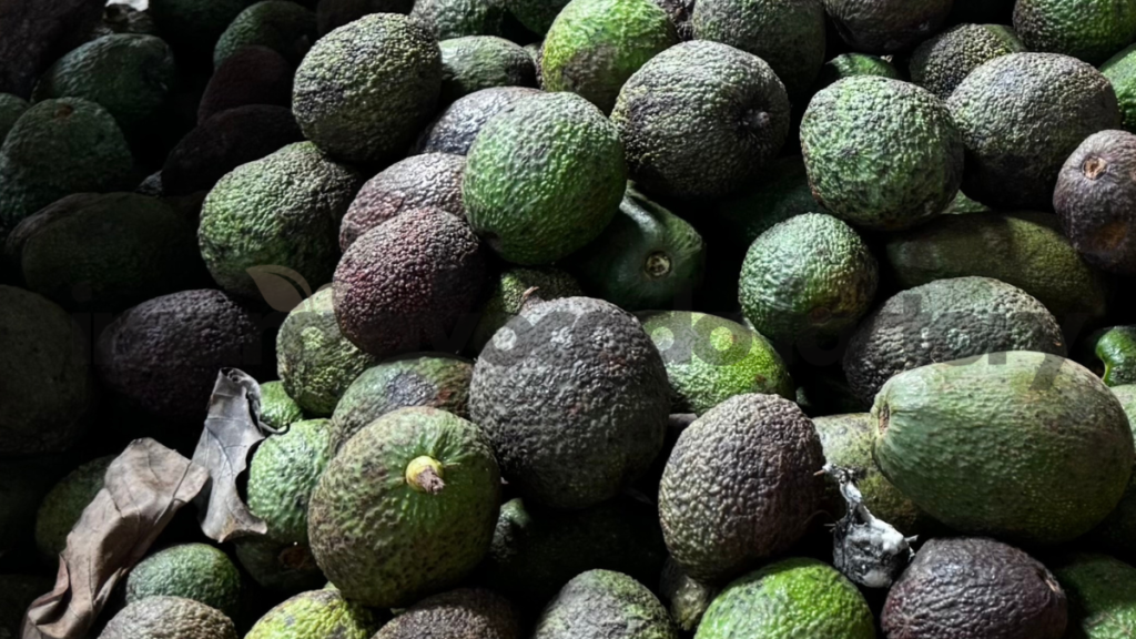 how is avocado oil made commercially