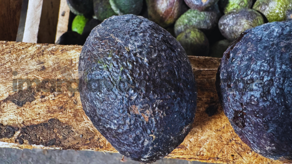 What part of the avocado is avocado oil made from