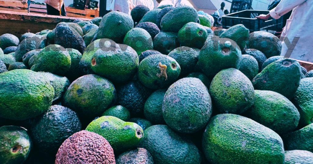 how avocado oil is made in Kenya