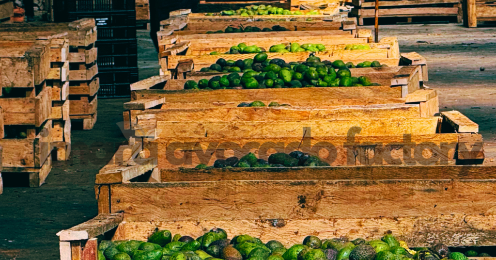 Kenya Hass avocado oil production