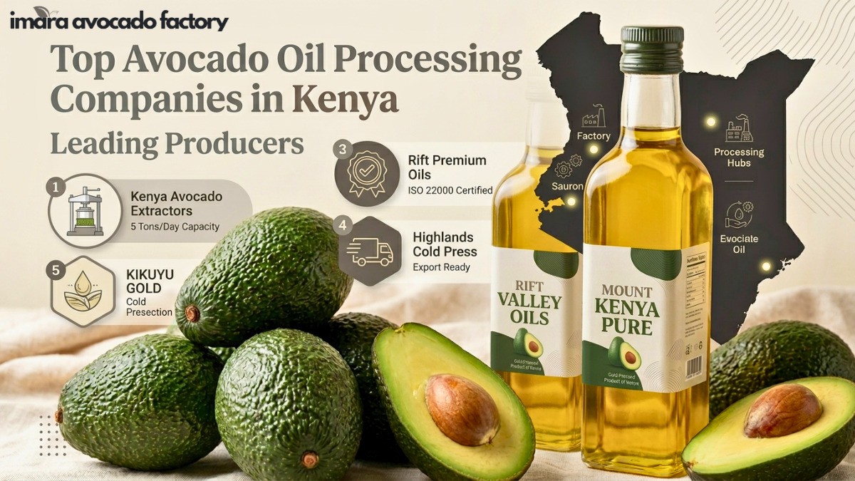 Avocado Oil Processing Companies In Kenya