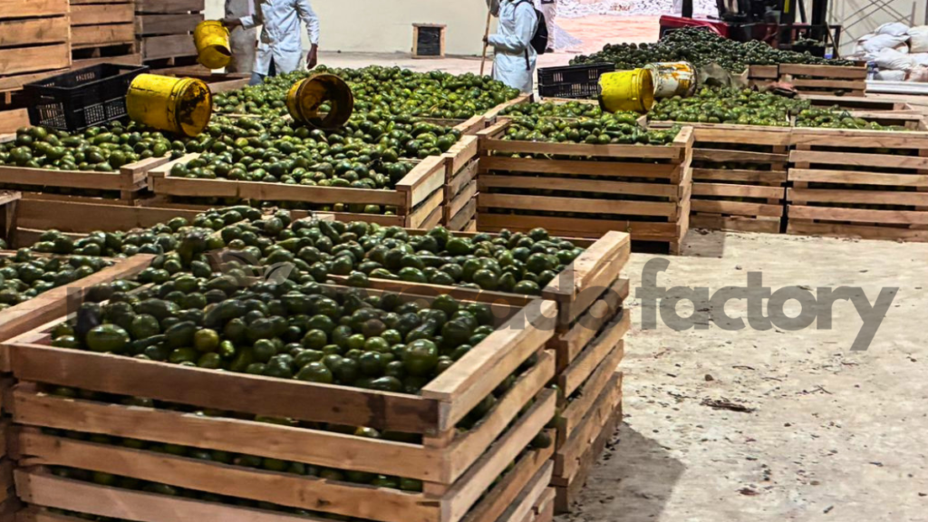 Avocado oil production process from fruit pulp or seed
